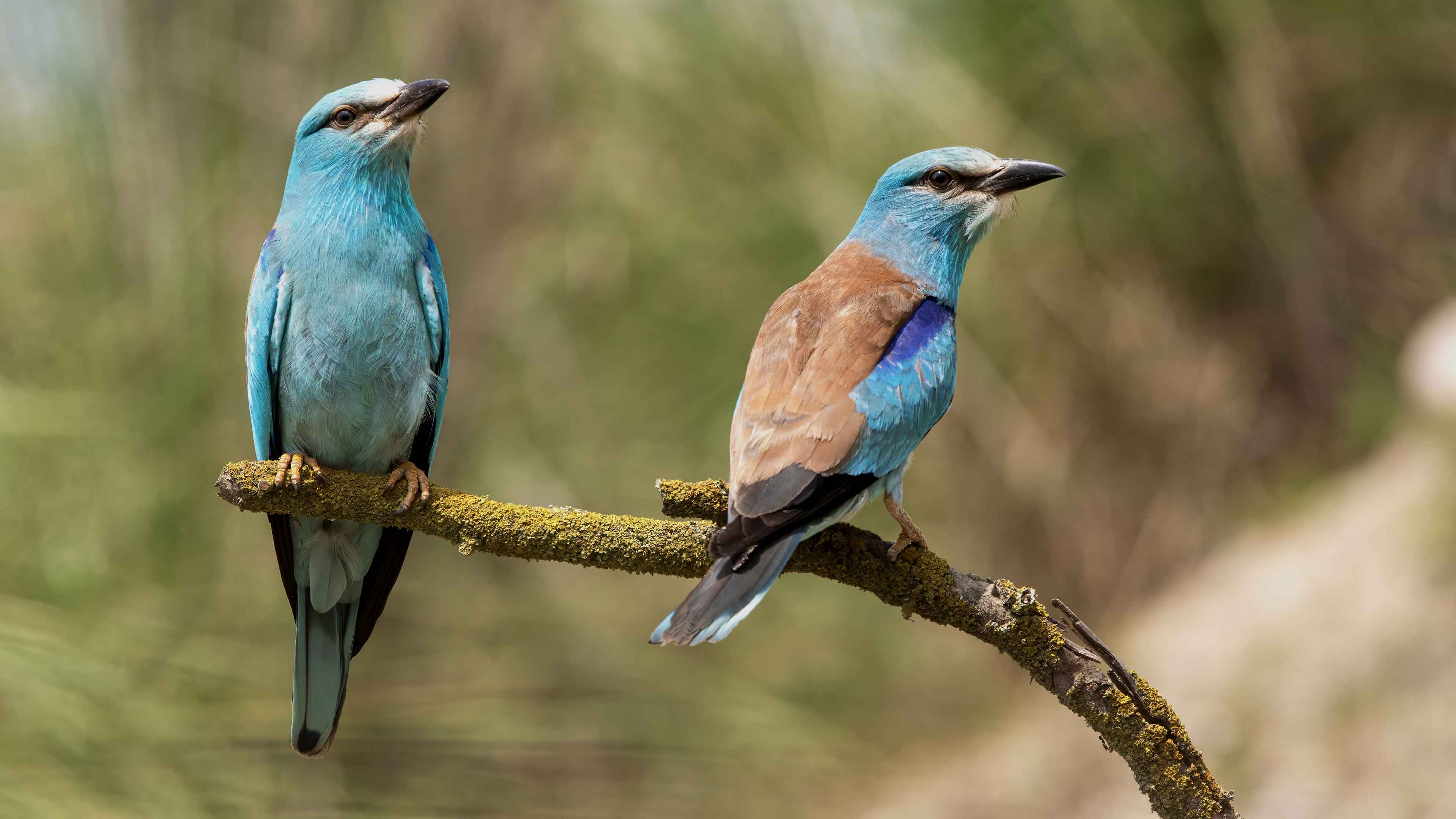European Roller